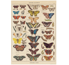 Cavallini Poster Butterflies Natural History 