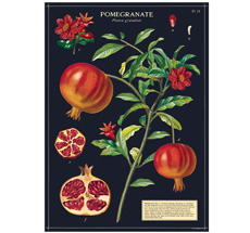 Cavallini Poster Pomegranate